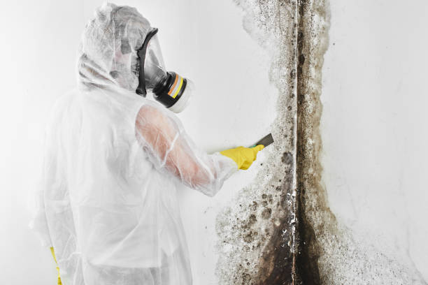 Best Crawl Space Mold Removal  in Sisseton, SD