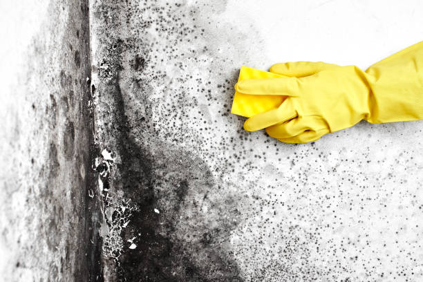 Best Emergency Mold Removal  in Sisseton, SD