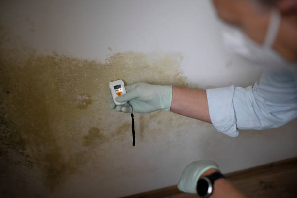 Best Mold Remediation  in Sisseton, SD