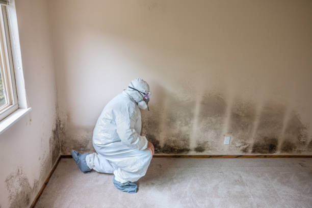 Best Mold Testing  in Sisseton, SD