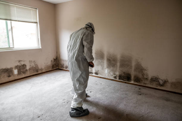 Best Crawl Space Mold Removal  in Sisseton, SD