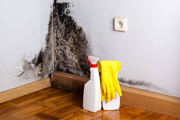 Best Residential Mold Removal  in Sisseton, SD