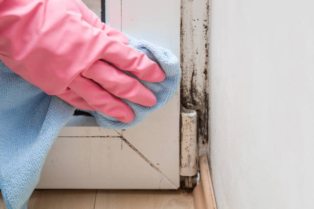 Best Professional Mold Removal  in Sisseton, SD